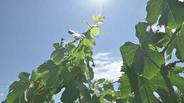 Close up de vi&ntilde;edo con cielo de fondo	
