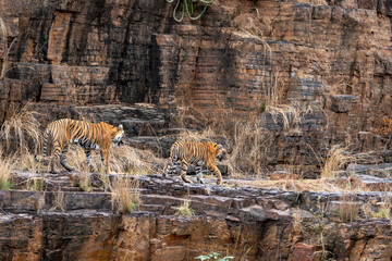 wild female mother tiger showing each place of territory to her young son or cub strolling on mountain rock hill in hot summer season safari at ranthambore national park forest reserve rajasthan india - obrazy, fototapety, plakaty