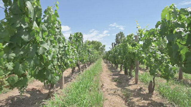 Vi&ntilde;edo de Malbec antiguo