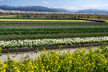 富山県のさくらの名所・あさひ舟川「春の四重奏」
