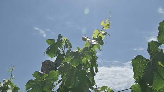 Close up de Hoja verde de vid con cielo de fondo