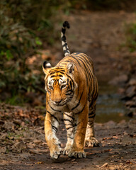 wild royal bengal female tiger or panthera tigris or tigress walking head on portrait with tail up on forest track in wildlife safari at ranthambore national park forest reserve rajasthan india asia - obrazy, fototapety, plakaty