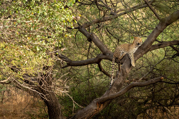indian wild huge and large male leopard or panther or panthera pardus resting on tree trunk or...