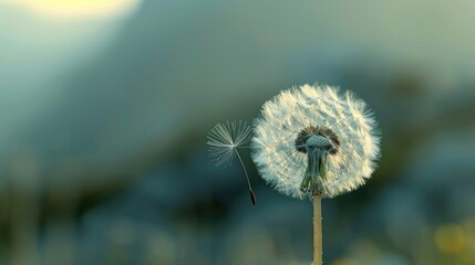Make a wish. Blow dandelion seeds into the wind and make a wish.
