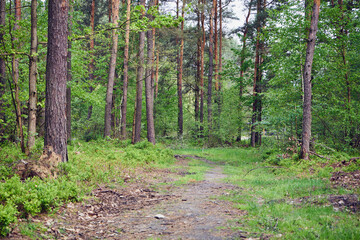 ścieżka,las  © Marcin Łazarczyk