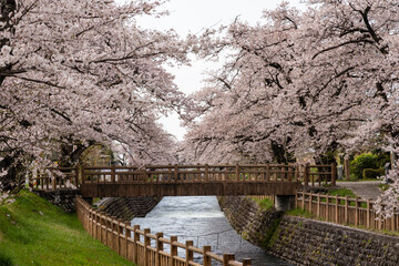 常西用水プロムナードの桜並木