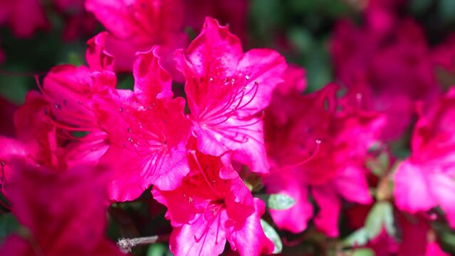 Azalea Japan Rhododendron Flowering Blooming
