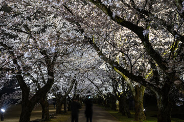 Obraz premium 富山県中央植物園さくらまつりのライトアップ
