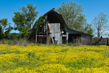 old barn in a field of yellow flowers