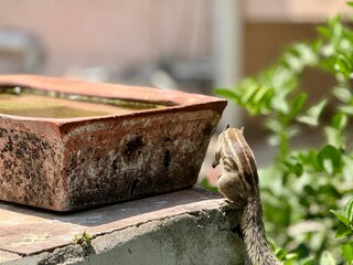 Squirrel near the water bowl 