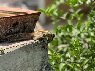 Squirrel on the tree