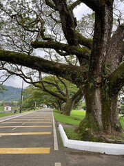 Empty road along old rain trees. The beauty of the street view of old rain trees in Raintree Walk @ Taiping Lake Garden, Perak, Malaysia.

