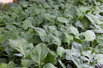 Close-up of vibrant green vegetable leaves flourishing in a garden