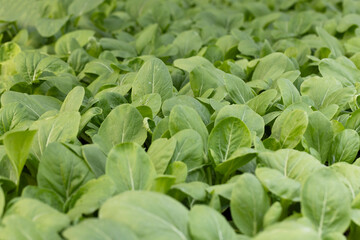 Fresh green baby spinach leaves in field