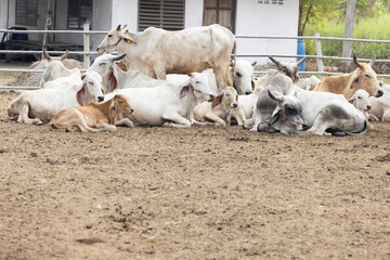 Herd of cows resting in farm pen