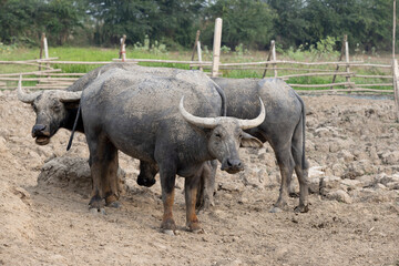 Mud-covered water buffaloes in enclosure