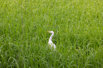 Egret hidden in lush green grass field
