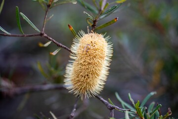 bright native yellow banksia flower in spring in a national park in australia in a park