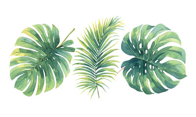 set Three green tropical leaves The image has a tropical feel to it