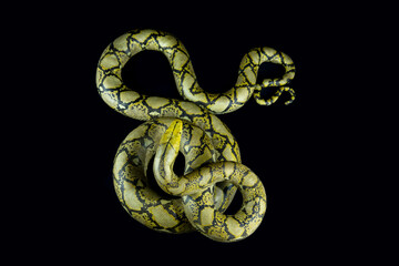 The reticulated python or malayopython reticulatus is a python species native to South and Southeast Asia