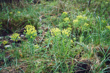Dziurawiec ,Hypericum L.