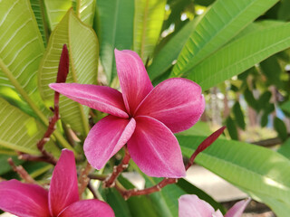 plumeria flower, beautiful flowers in nature