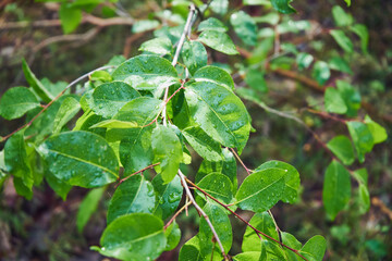 gałązka,zielone liście 