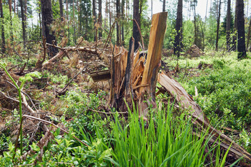 złamane drzewo  © Marcin Łazarczyk