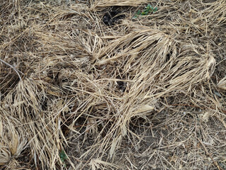 the dry grass in the garden