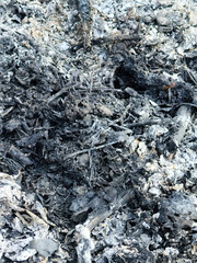 burnt out of burnt tree, fire and burned grass in the forest