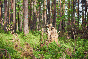 złamane drzewo  © Marcin Łazarczyk