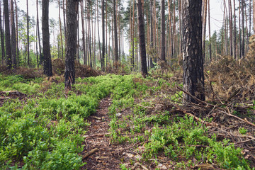 wycinka drzew ,las  © Marcin Łazarczyk
