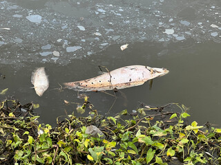 dead Notopterus chitala fish on the river