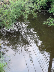 a view of a river in the forest