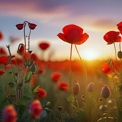 Obraz premium Vibrant red poppy in focus amidst blurred field at sunset, representing time of remembrance for WWII victims