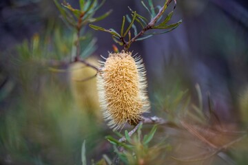 bright native yellow banksia flower in spring in a national park in australia in a park