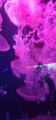 jelly fish in a fish tank aquarium