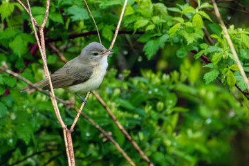 Warbling Vireo