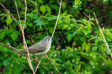 Warbling Vireo