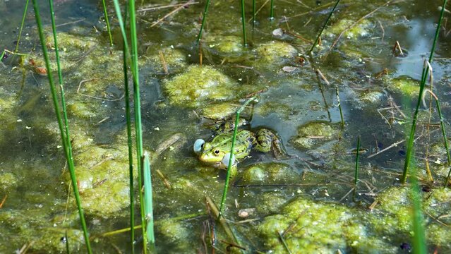 Rechoing frog in the pond