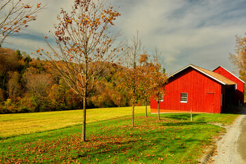 farm red barn in a clearing near the forest on a bright autumn sunny day. USA. Vermont.