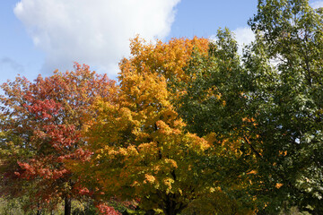 Colorful Autumn leaves