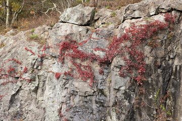 Abstraction of stone and a red vine