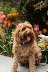 Fototapeta premium cute fluffy goldendoodle sitting outside with spring flowers behind him, chubby baby hand reaching into the frame to pet the dog