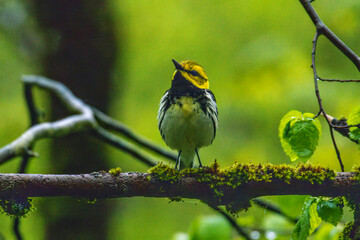 Black-throated Green Warbler