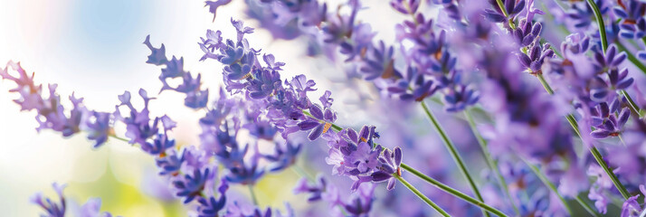 Close up, Blossoming summer lavender flowers, blurred background. Natural purple floral banner,...