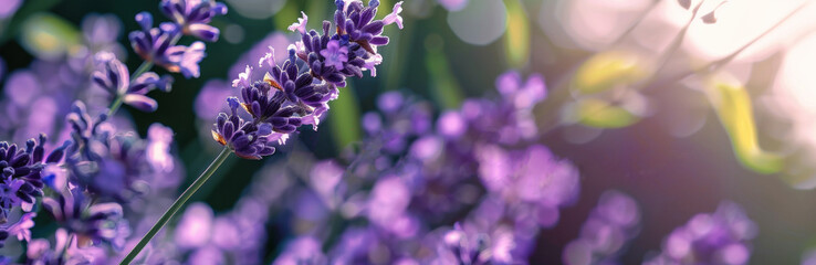 Macro, Blossoming summer purple lavender flowers on blurred background. Natural purple floral...