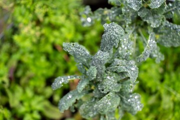 kale seedlings vegetables growing on a farm. frost and ice on the cold soil and plants on a...