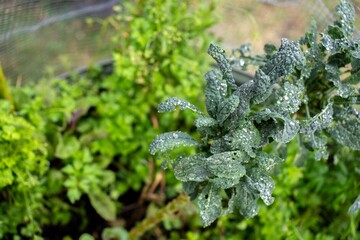 kale seedlings vegetables growing on a farm. frost and ice on the cold soil and plants on a...