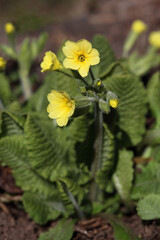 Yellow primrose flowers on a sunny spring day in the garden.